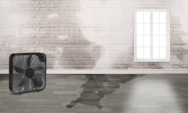 Best Water damage repair service  in Kirkland, WA
